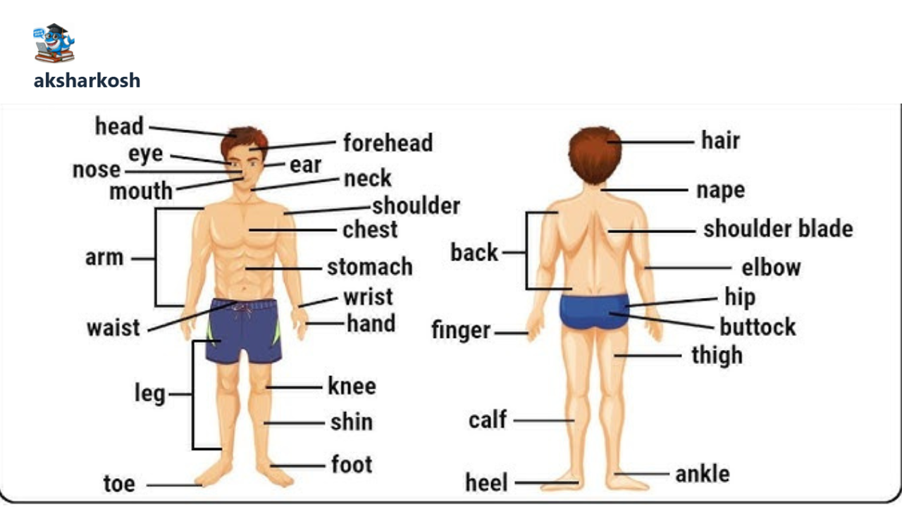 List of Body Parts Names in English and Hindi aksharkosh